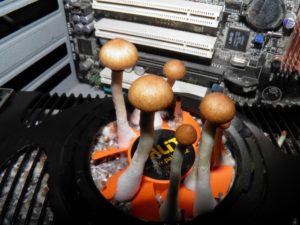 Профилактика и обслуживание видеокарты